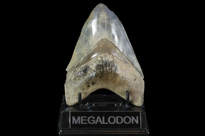 Serrated, Fossil Megalodon Tooth - Georgia #95488